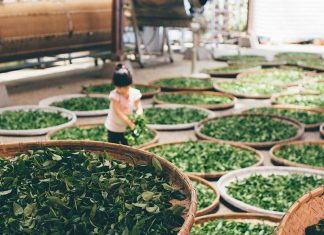 While the lovely valley teems with